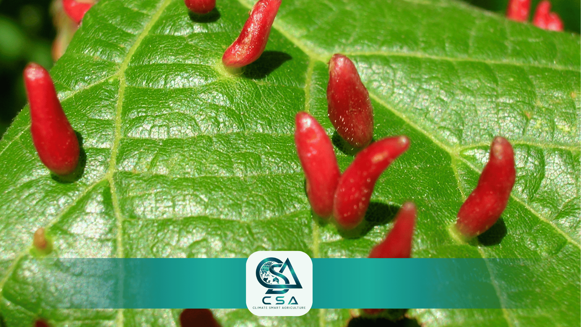cau-hoi-thuong-gap-ve-san-pham-emamectin-benzoate-5-8.png